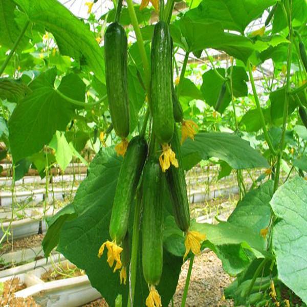 黄瓜（瓜菜类蔬菜）优质高产营养管理方案